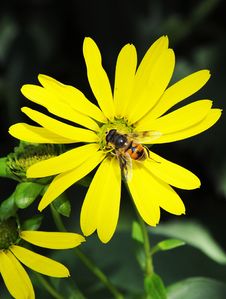 Busy Bee And Yellow Mum Flower Stock Photography Busy Bee And Yellow Mum Flower Stock Photography