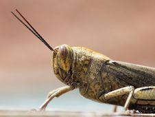 Grasshopper Stock Image