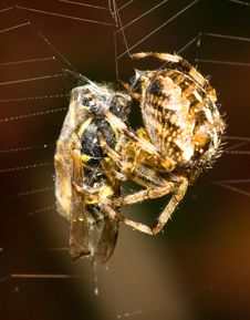 The Spider And The Wasp Royalty Free Stock Photography The Spider And The Wasp Royalty Free Stock Photography