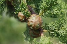 Conifers Of Cypress Royalty Free Stock Images