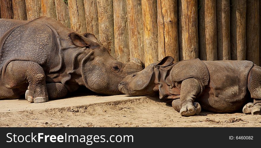 Mother rhinoceros napping in the afternoon sun with her calf.