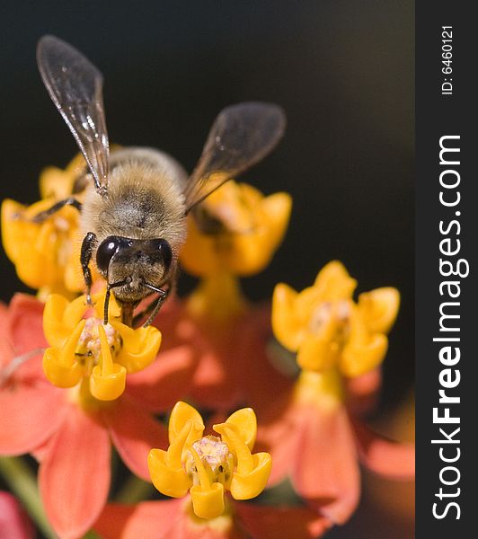 Frontal shot of bee gathering pollen from orange and yellow flowers. Frontal shot of bee gathering pollen from orange and yellow flowers
