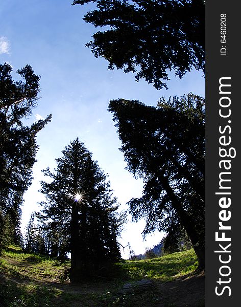 Looking up through several pine trees in forest. Looking up through several pine trees in forest