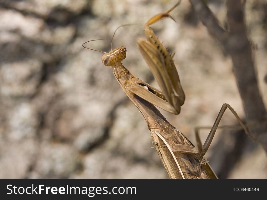 Close up of Praying Mantis outside