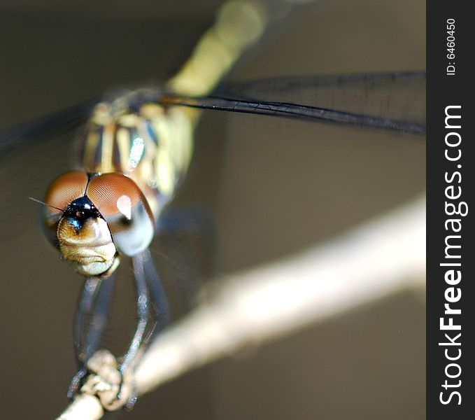 Macro shot of dragonfly resting on a tree brunch. Macro shot of dragonfly resting on a tree brunch