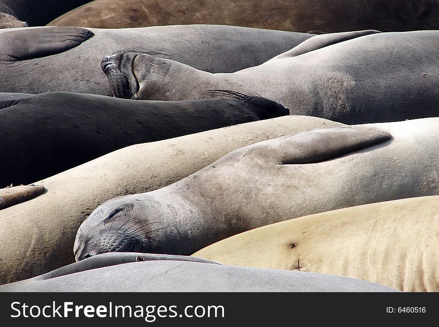 Smiling seals taking a nap