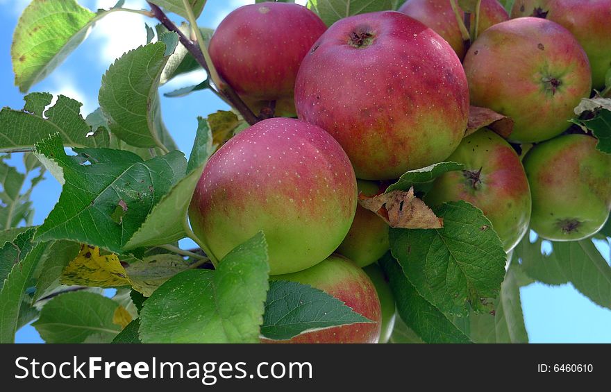 Fresh apples on a tree in early autumn