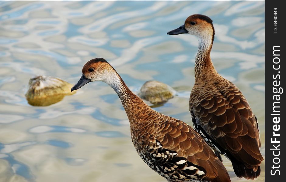 Two ducks on lake with floating coconuts