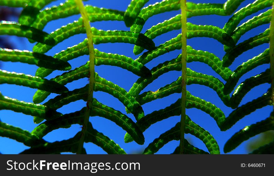 Green fern leafs close-up against blue sky. Green fern leafs close-up against blue sky