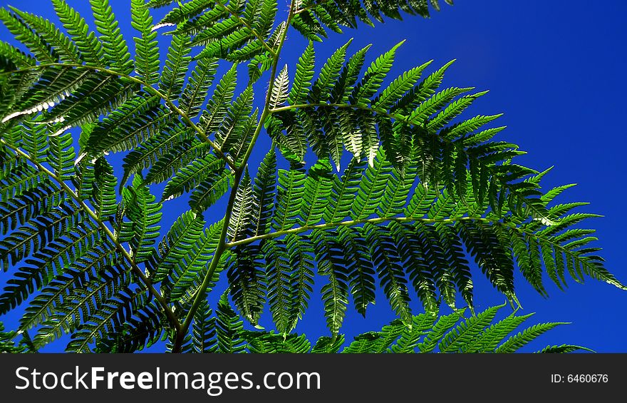 Green fern leafs close-up against blue sky. Green fern leafs close-up against blue sky