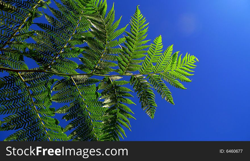 Green fern leafs close-up against blue sky. Green fern leafs close-up against blue sky