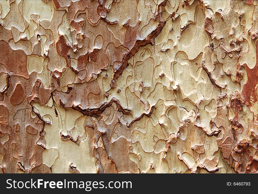 Wood Pattern Texture