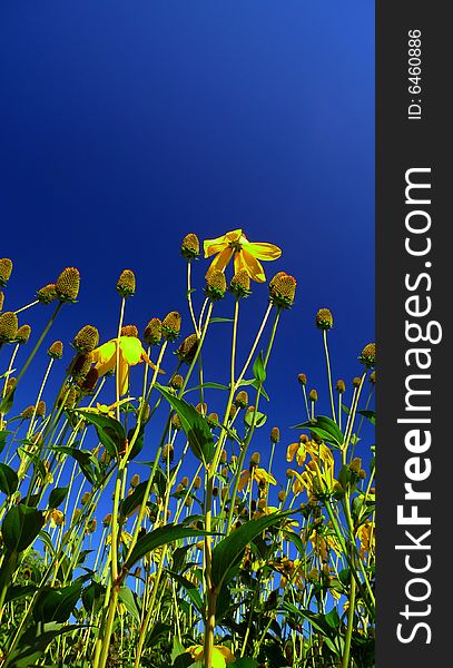 Yellow meadow flowers against a very blue sky