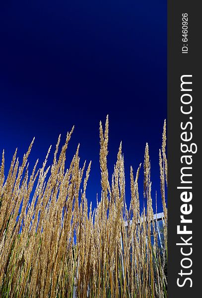 Grass on a meadow catched against a very deep blue sky