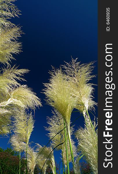 Grass on a meadow catched against a very deep blue sky