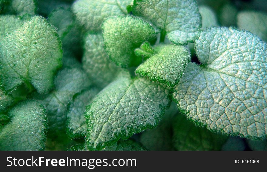 A close-up picture of a leaf