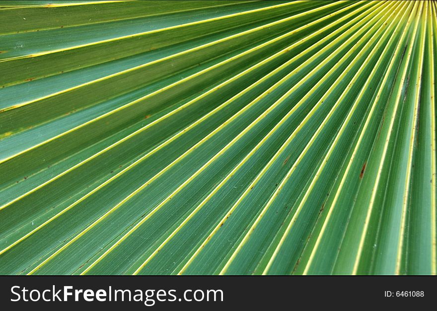 Detail of a palm tree leaf