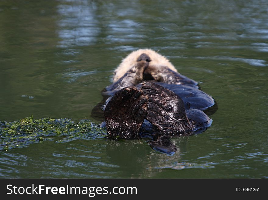 An otter seen in Monterey Bay, CA.