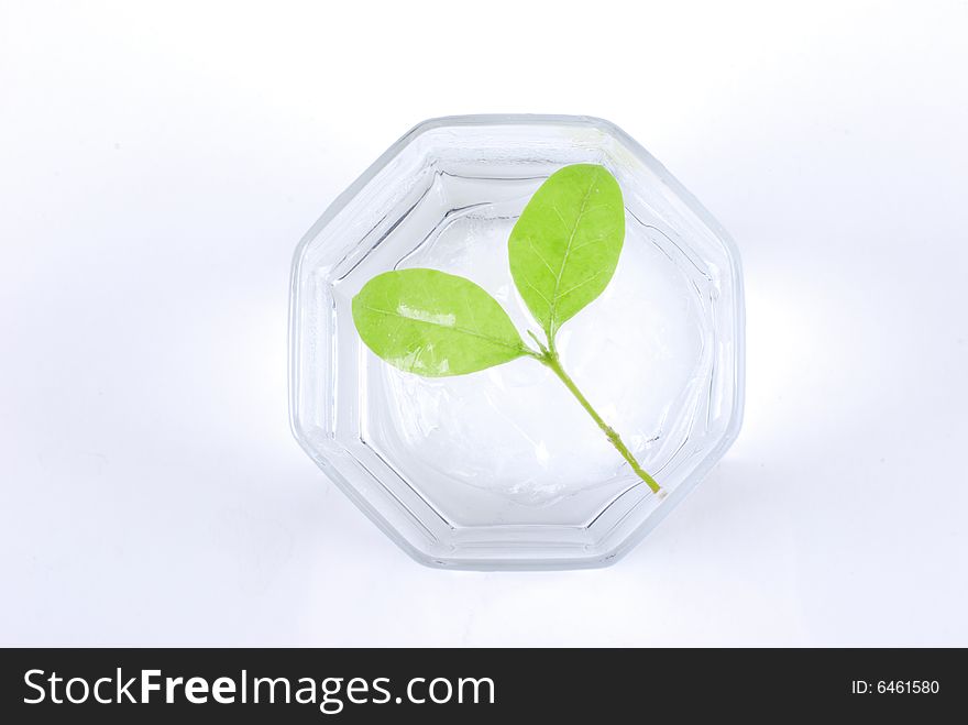 Plant isolated in a mug on white background. Plant isolated in a mug on white background