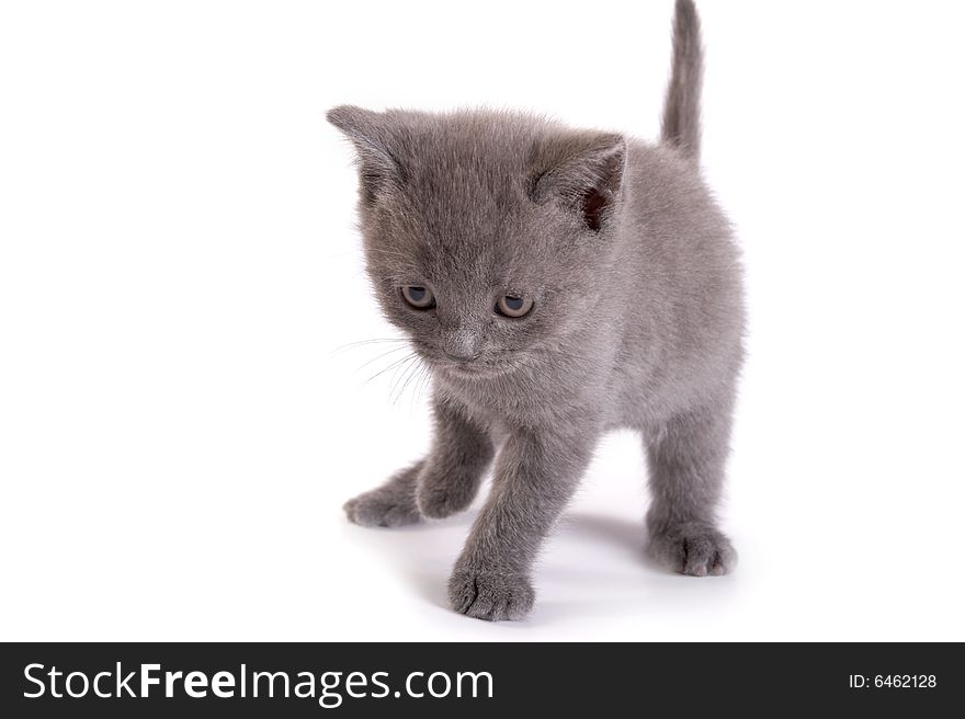 Kitten plays on a white background