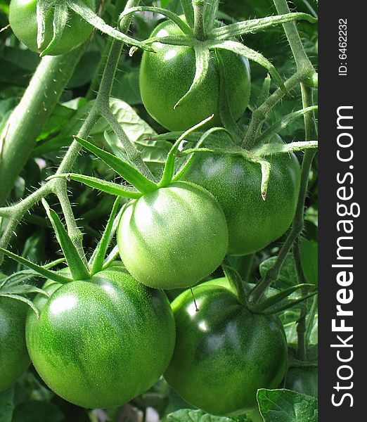 Branch green tomato in vegetable garden