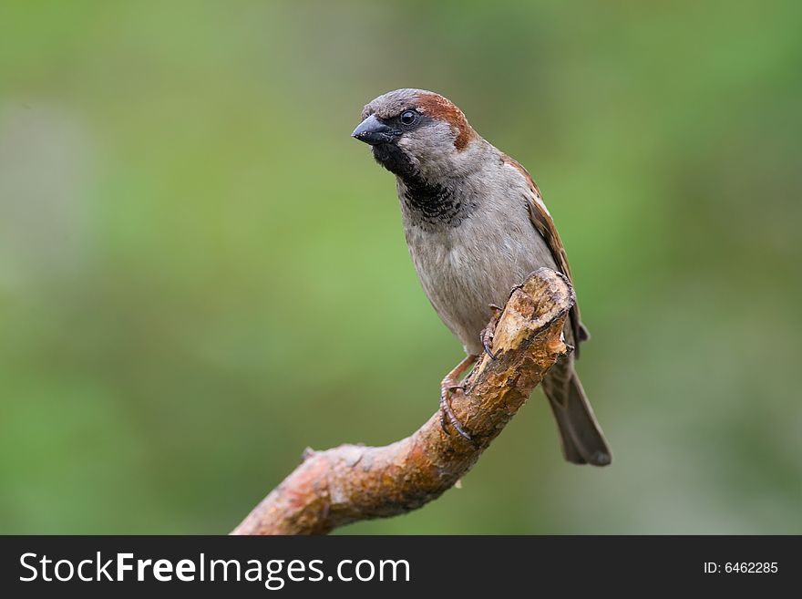 Bird - Sparrow