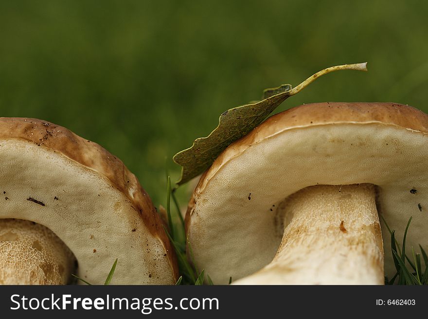 Eatable mushroom in autumn grass. Eatable mushroom in autumn grass