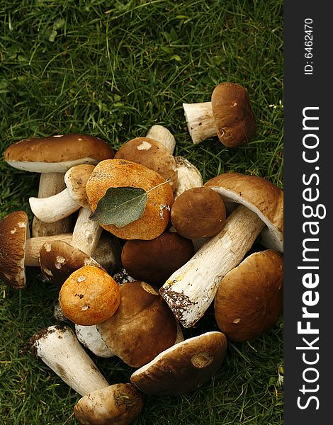 Eatable mushroom in autumn grass. Eatable mushroom in autumn grass
