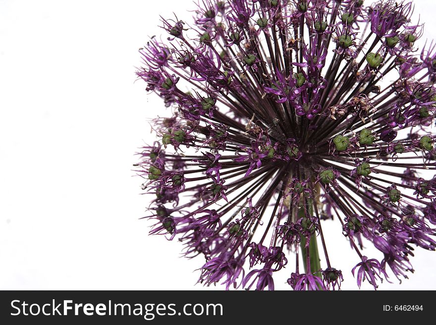 Close up of a purple allium