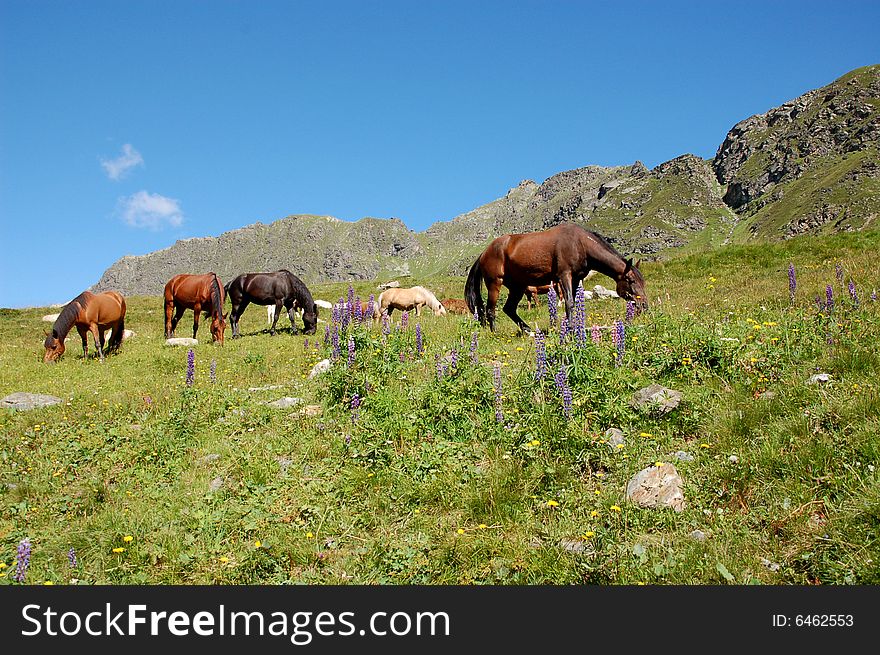 Picture of horses in the austrian alps (summer)