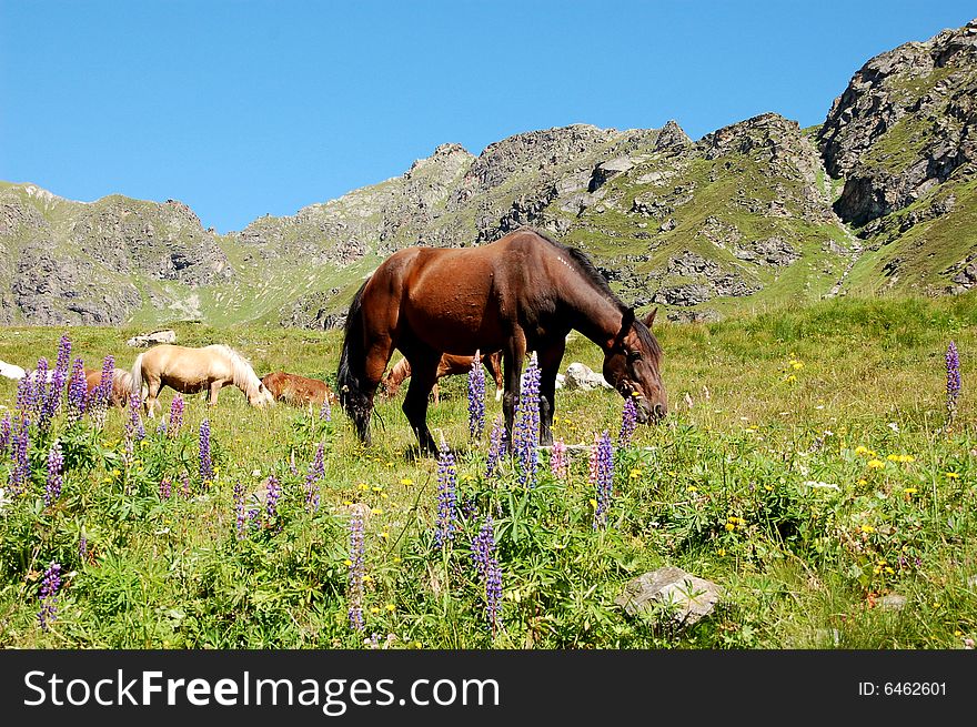 Picture of horses in the austrian alps (summer)