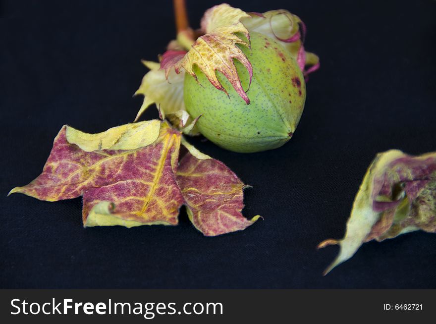 Raw cotton winceys on a stem. Raw cotton winceys on a stem