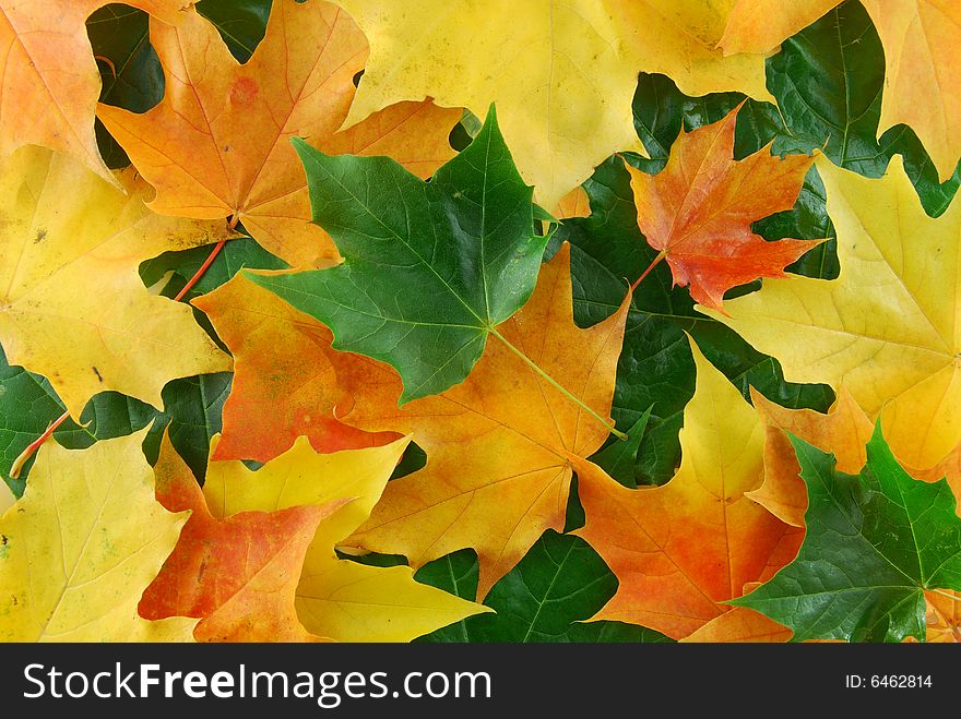 Autumn yellow maples leaf on the tree