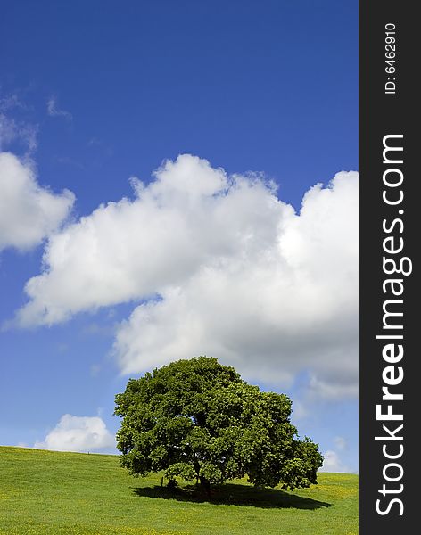 Solitary tree in a green field in summer