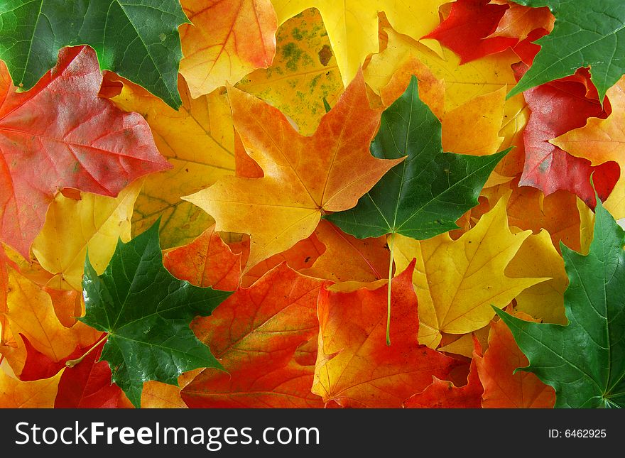 Autumn yellow maples leaf on the tree