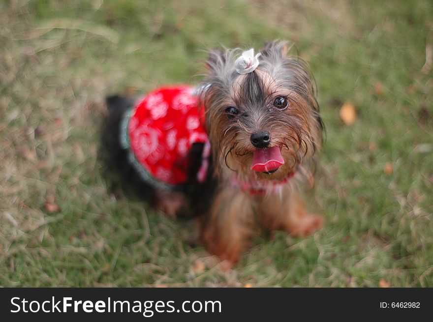 A doggy that playing on the grass