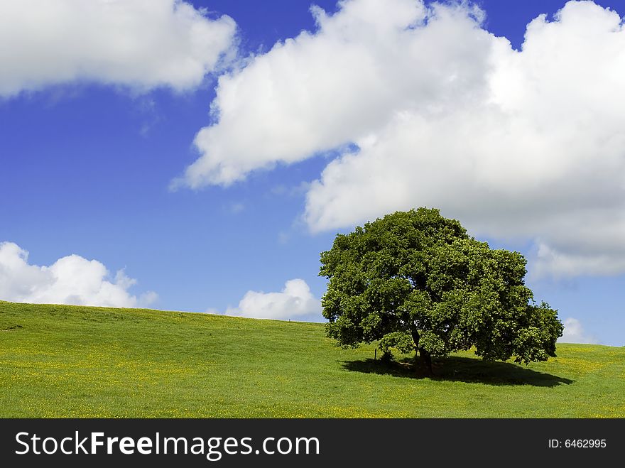 Solitary tree in a green field in summer