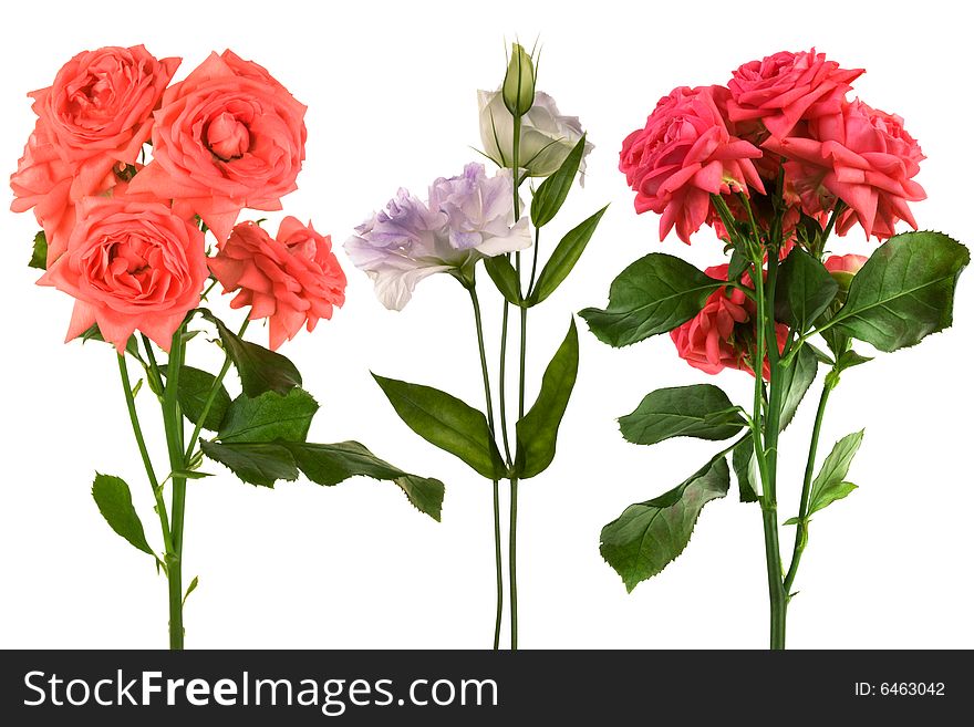 Beautiful fresh flowers on a white background