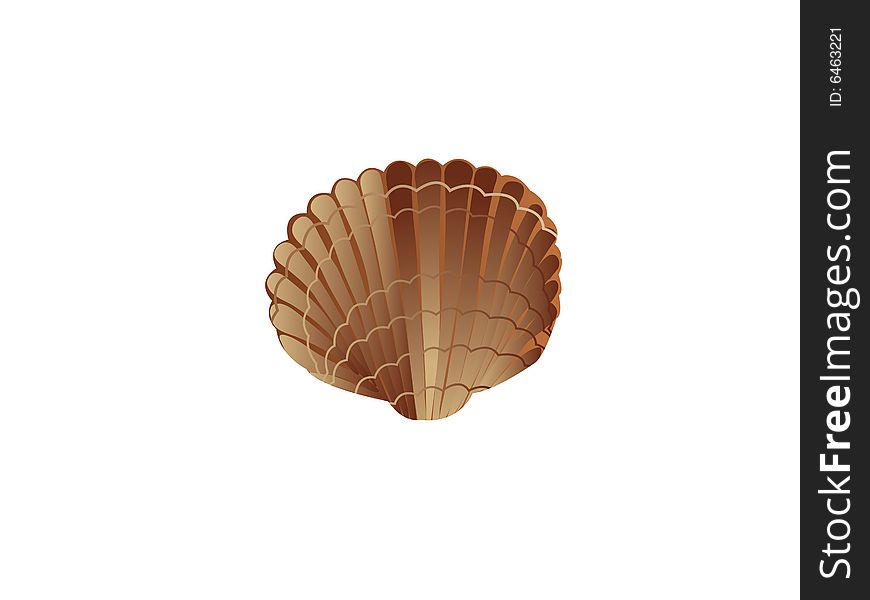 Scallop shell with  white background