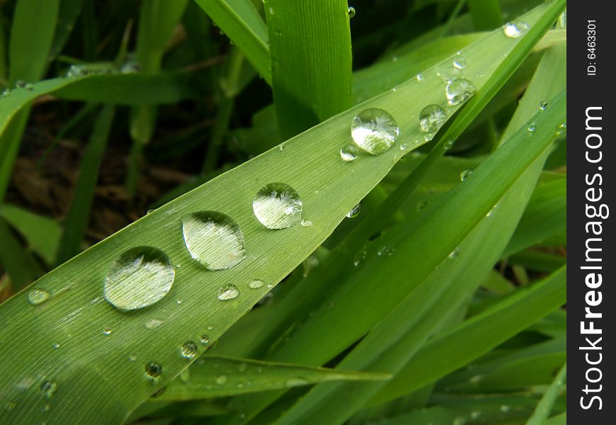 The drops of rain on leafs
