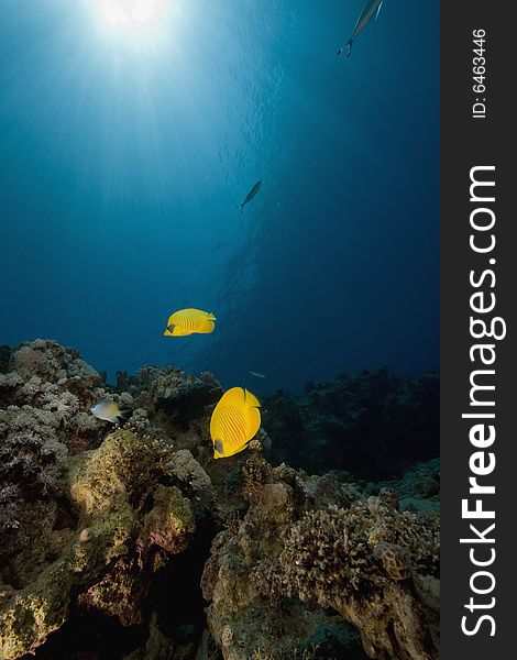 Masked butterflyfish (chaetodon larvatus) taken in the Red Sea.