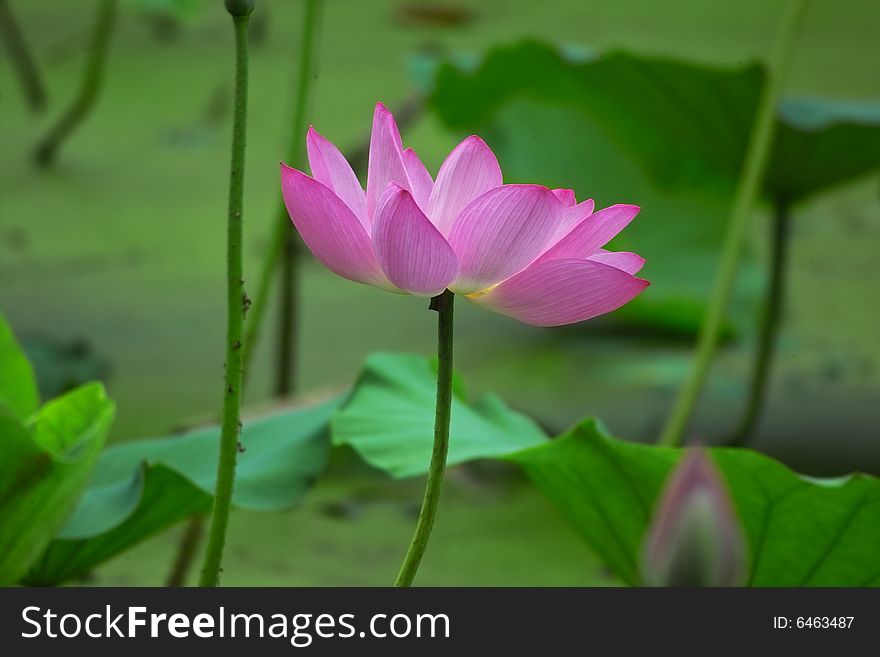 Pink lotus with green leaves in pond