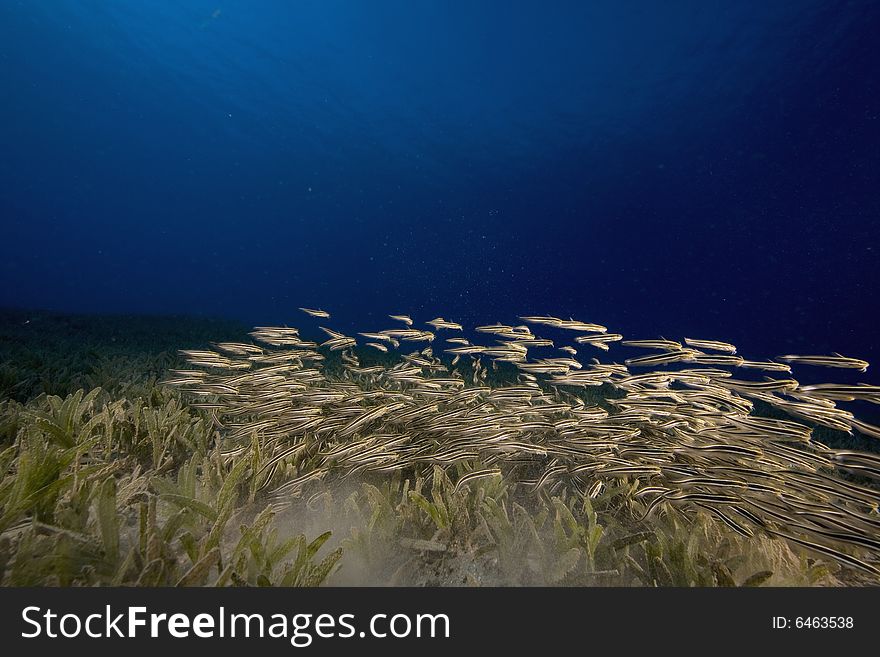 Striped eel catfish (plotosus lineatus) taken in the Red Sea.