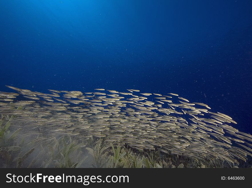 Striped eel catfish (plotosus lineatus) taken in the Red Sea.