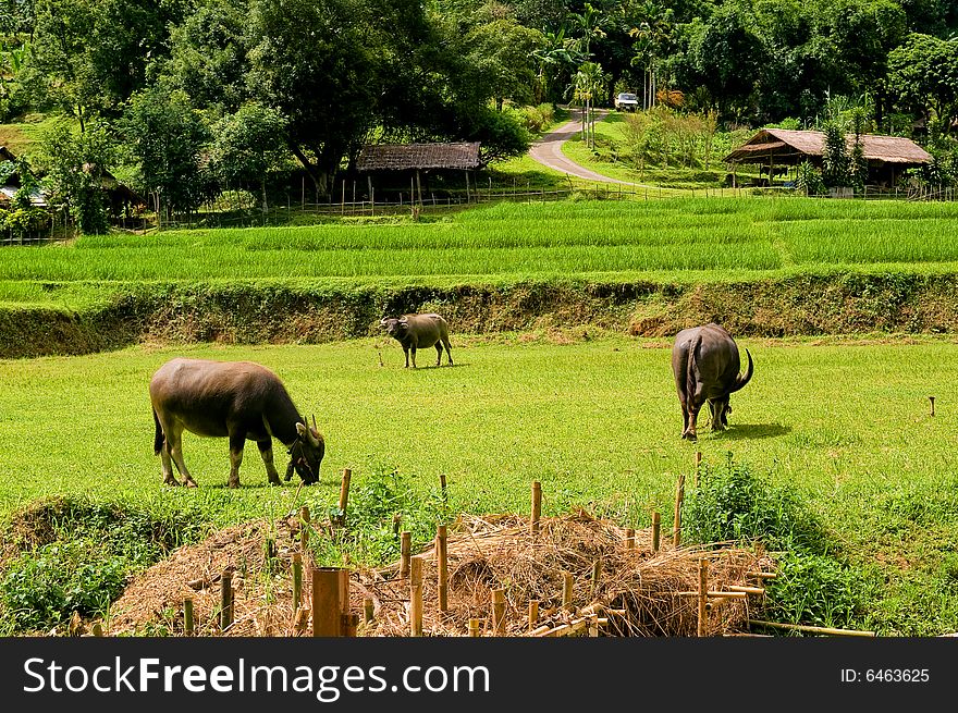 3 Buffaloes grazing in a farm on the countryside. 3 Buffaloes grazing in a farm on the countryside.