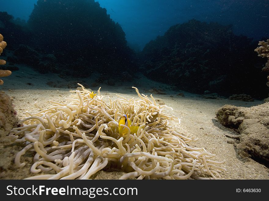 Haddon S Anemone (stichodactyla Haddoni)