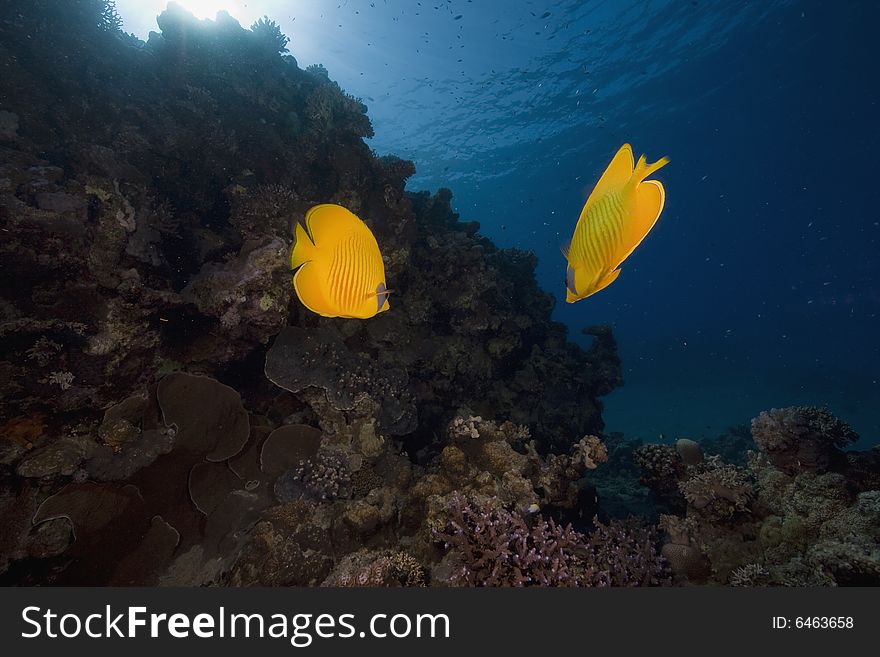 Masked butterflyfish (chaetodon larvatus) taken in the Red Sea.