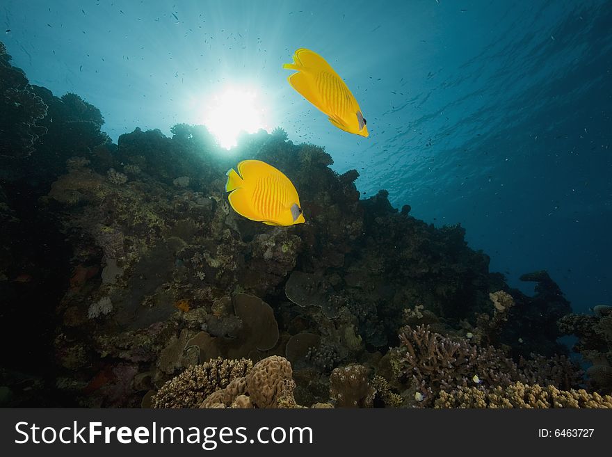 Masked butterflyfish (chaetodon larvatus) taken in the Red Sea.