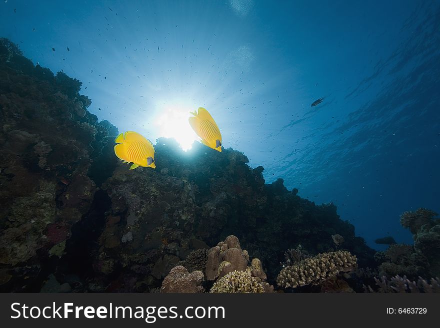 Masked butterflyfish (chaetodon larvatus) taken in the Red Sea.