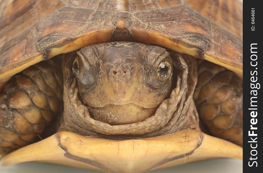 Closeup photo of a turtle coming out of its shell. Closeup photo of a turtle coming out of its shell.